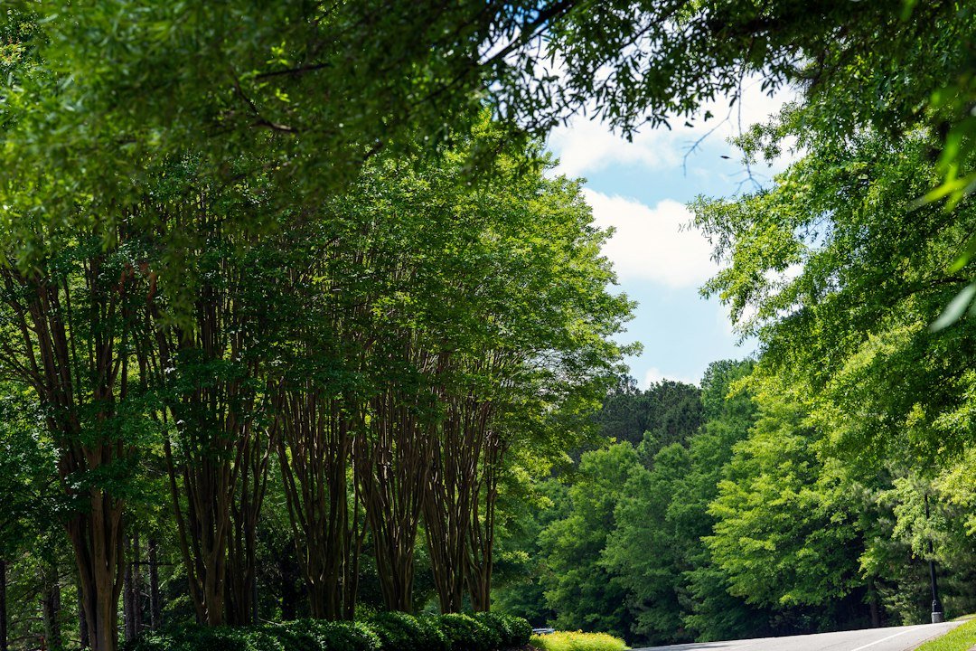 Tree-lined street in Alpharetta, Georgia